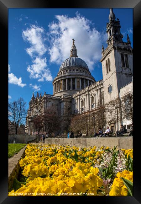 St. Pauls Cathedral in the Spring, in London, UK Framed Print by Chris Dorney