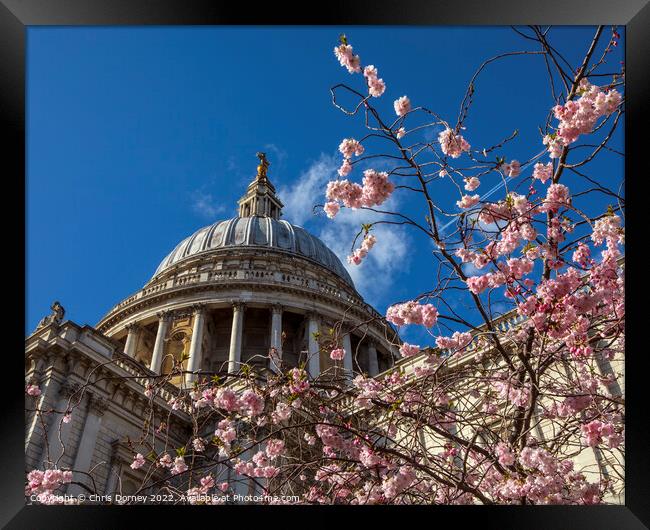 Blossom Tree and St. Pauls Cathedral in London, UK Framed Print by Chris Dorney
