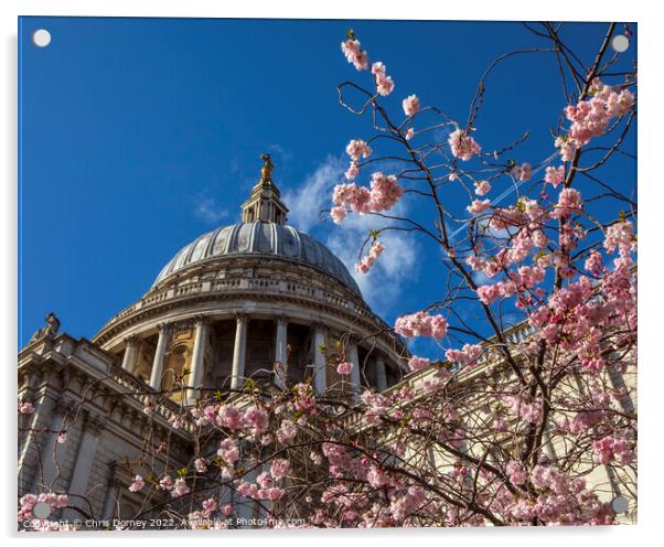 Blossom Tree and St. Pauls Cathedral in London, UK Acrylic by Chris Dorney