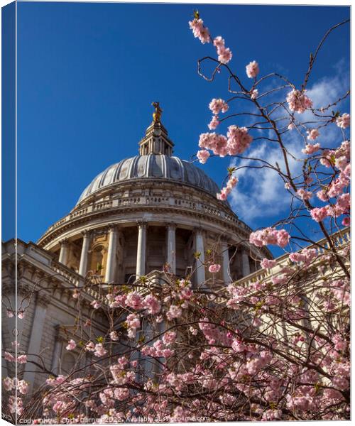 Blossom Tree and St. Pauls Cathedral in London, UK Canvas Print by Chris Dorney