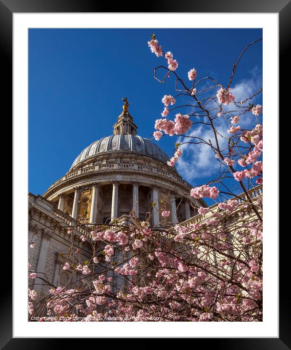 Blossom Tree and St. Pauls Cathedral in London, UK Framed Mounted Print by Chris Dorney