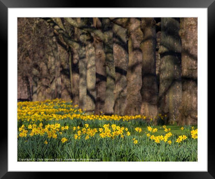 Daffodils in St. Jamess Park in London, UK Framed Mounted Print by Chris Dorney