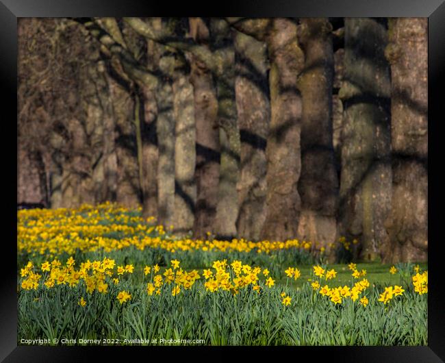 Daffodils in St. Jamess Park in London, UK Framed Print by Chris Dorney