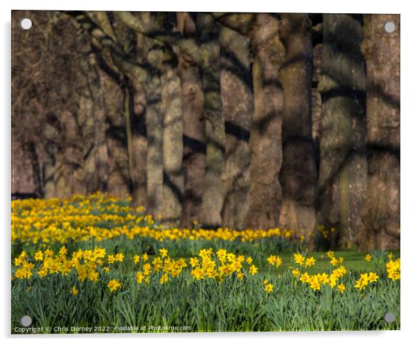 Daffodils in St. Jamess Park in London, UK Acrylic by Chris Dorney