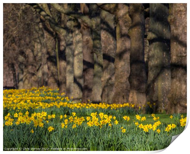 Daffodils in St. Jamess Park in London, UK Print by Chris Dorney