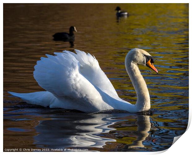 Swan in St. Jamess Park in London, UK Print by Chris Dorney