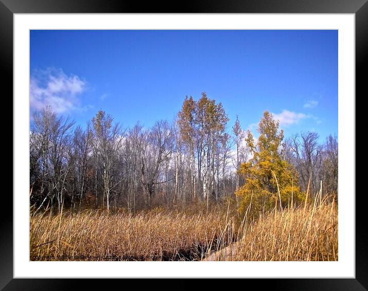 Swamp in the Mer Bleue Framed Mounted Print by Stephanie Moore