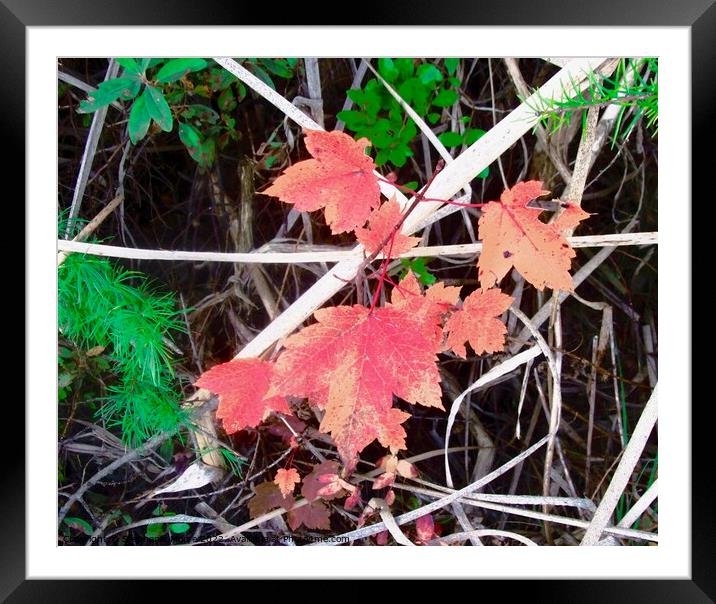 Fall leaves  Framed Mounted Print by Stephanie Moore