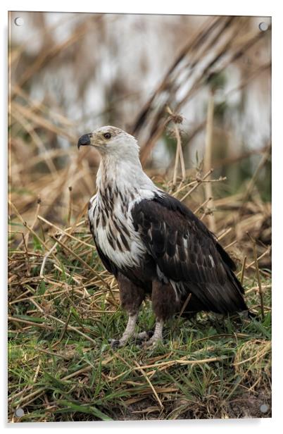 Juvenile African Fish Eagle, Vertical Acrylic by Belinda Greb