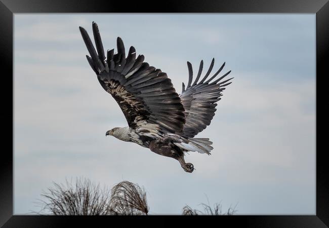 Take off of a Juvenile African Fish Eagle Framed Print by Belinda Greb