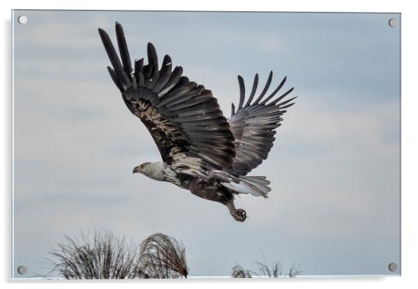 Take off of a Juvenile African Fish Eagle Acrylic by Belinda Greb