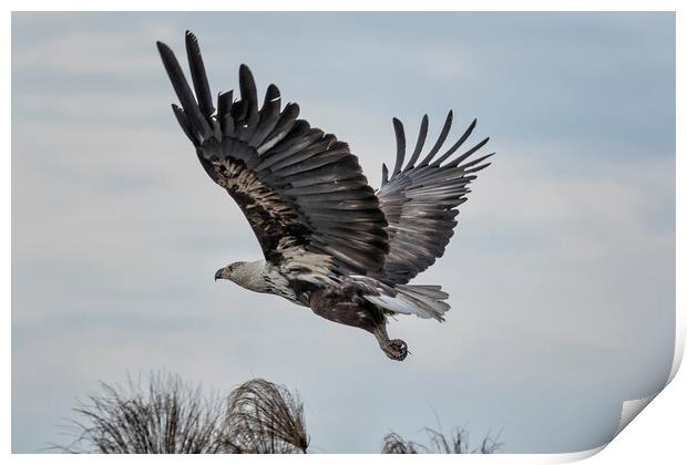 Take off of a Juvenile African Fish Eagle Print by Belinda Greb