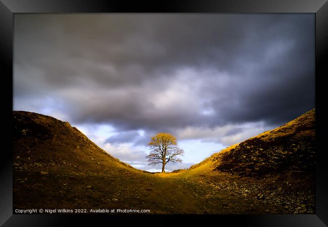 Sycamore Gap Framed Print by Nigel Wilkins