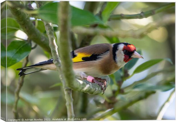 Goldfinch in Holy Canvas Print by Adrian Rowley