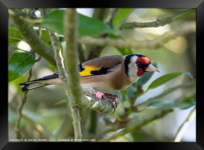 Goldfinch in Holy Framed Print by Adrian Rowley