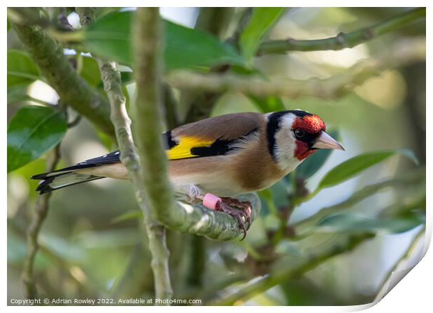Goldfinch in Holy Print by Adrian Rowley