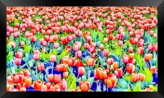 Serene Spring Tulip Fields Framed Print by Beryl Curran