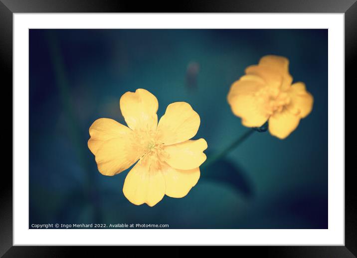 Perfect blossoms Framed Mounted Print by Ingo Menhard
