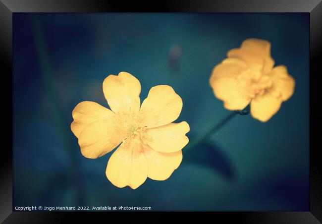 Perfect blossoms Framed Print by Ingo Menhard