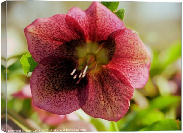 Red Hellebore Canvas Print by Tom Curtis