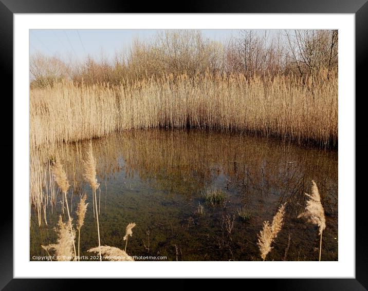 Reed Bed in Winter Framed Mounted Print by Tom Curtis