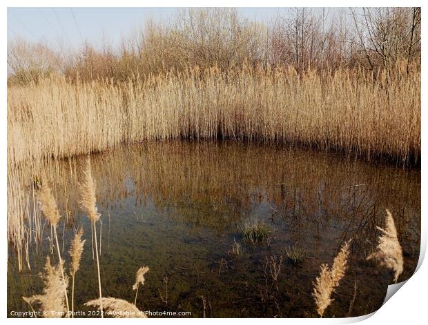 Reed Bed in Winter Print by Tom Curtis