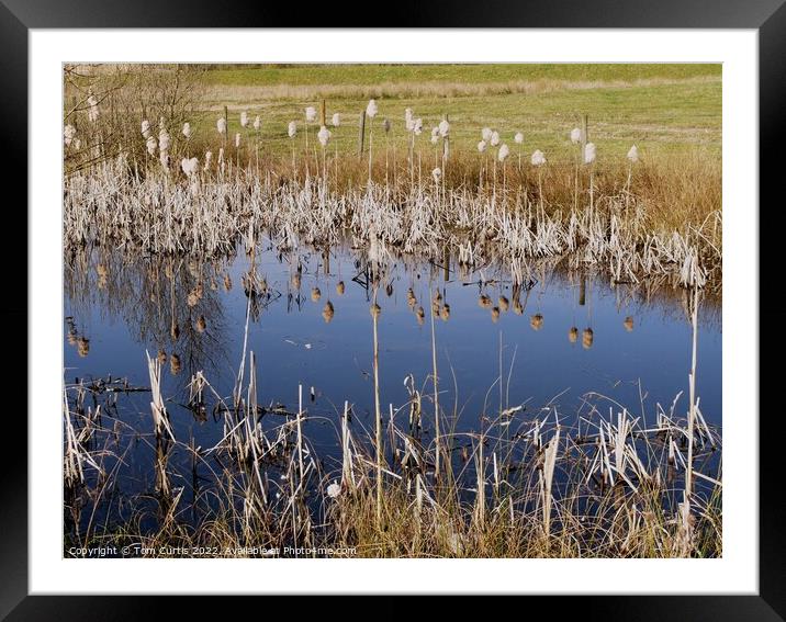Reeds and Reflections Framed Mounted Print by Tom Curtis