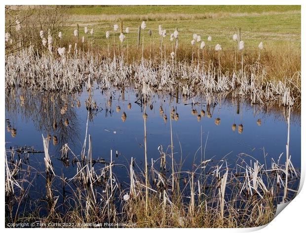 Reeds and Reflections Print by Tom Curtis