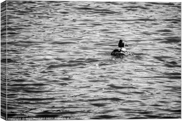 The classic duck swimmer Canvas Print by Ingo Menhard