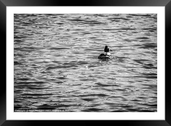 The classic duck swimmer Framed Mounted Print by Ingo Menhard
