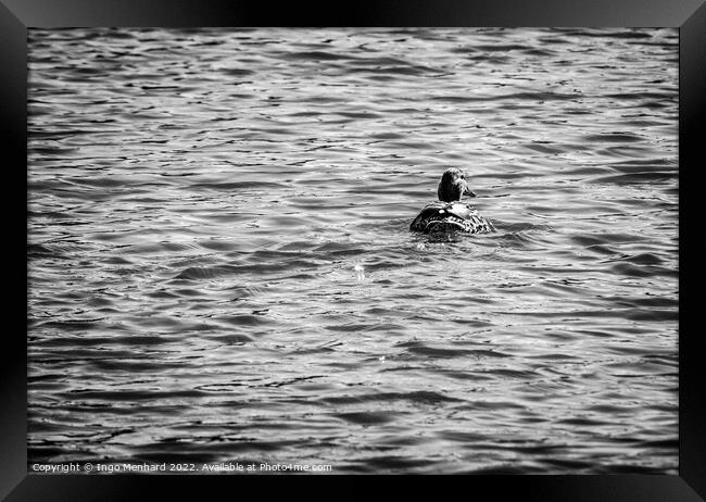 The classic duck swimmer Framed Print by Ingo Menhard