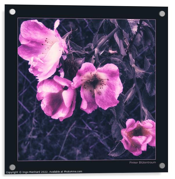 Pink blossom dream Acrylic by Ingo Menhard