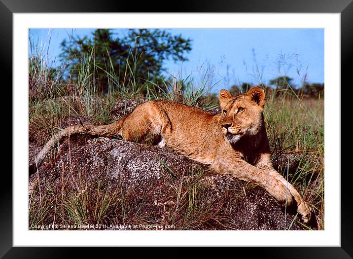 Lion Resting on Rock Framed Mounted Print by Serena Bowles