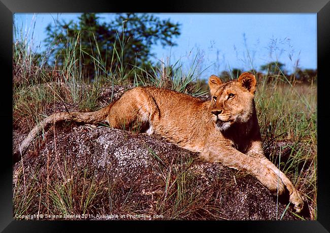 Lion Resting on Rock Framed Print by Serena Bowles