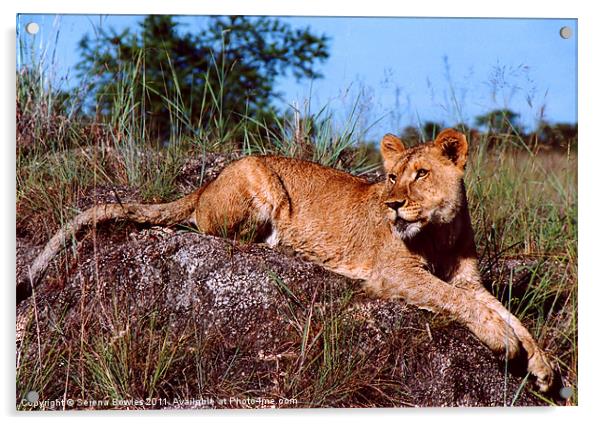 Lion Resting on Rock Acrylic by Serena Bowles