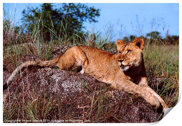 Lion Resting on Rock Print by Serena Bowles