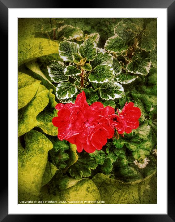 Red flowers in grunge style Framed Mounted Print by Ingo Menhard