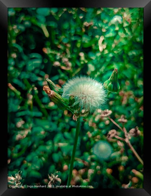 Beautiful blowball flower in summer  Framed Print by Ingo Menhard