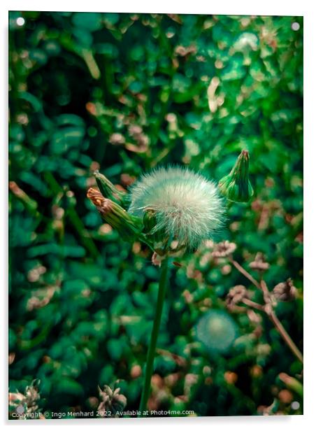 Beautiful blowball flower in summer  Acrylic by Ingo Menhard