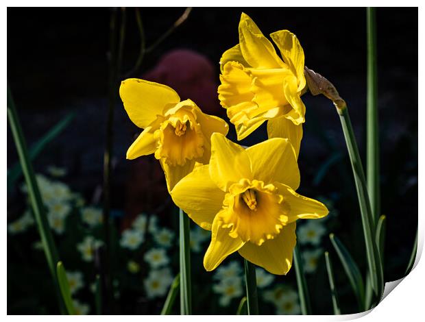 The glory of Spring Print by Gerry Walden LRPS