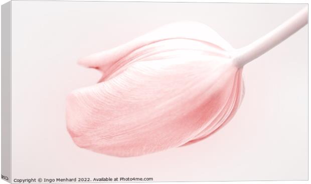 Tulip in light and soft pink Canvas Print by Ingo Menhard