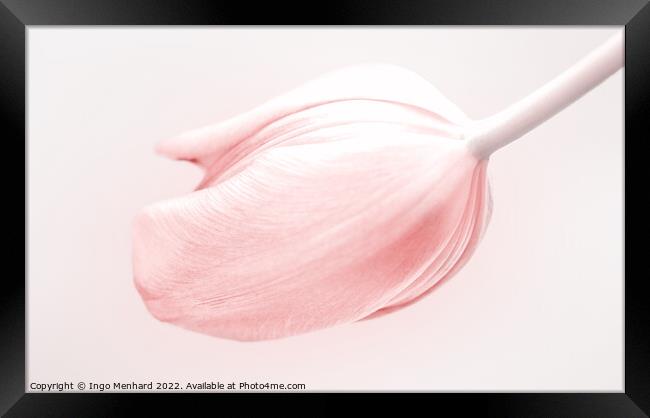 Tulip in light and soft pink Framed Print by Ingo Menhard