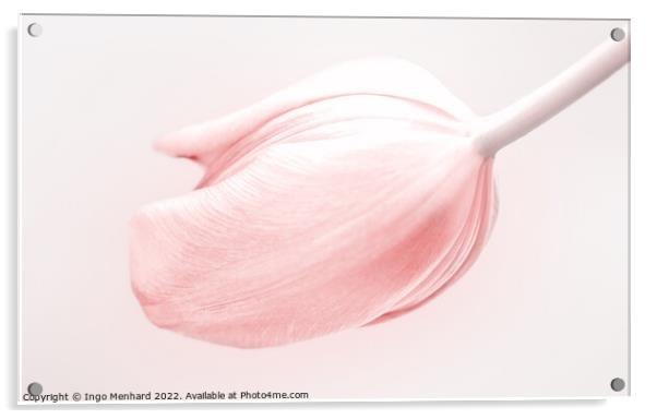 Tulip in light and soft pink Acrylic by Ingo Menhard