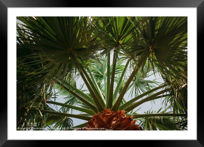 Palm leaves bottom view Framed Mounted Print by Veronika Druzhnieva