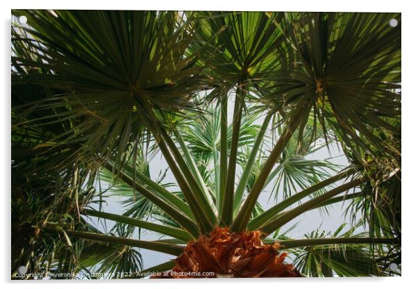 Palm leaves bottom view Acrylic by Veronika Druzhnieva