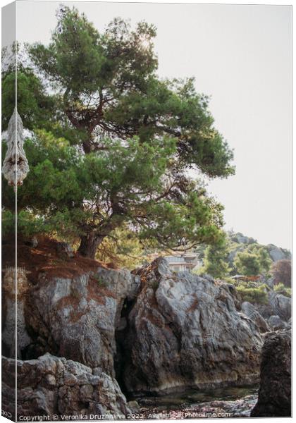 Plant tree on the rock Canvas Print by Veronika Druzhnieva