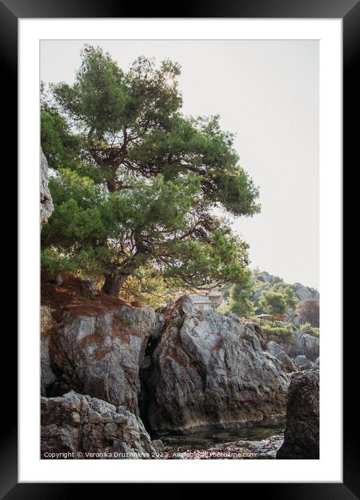 Plant tree on the rock Framed Mounted Print by Veronika Druzhnieva