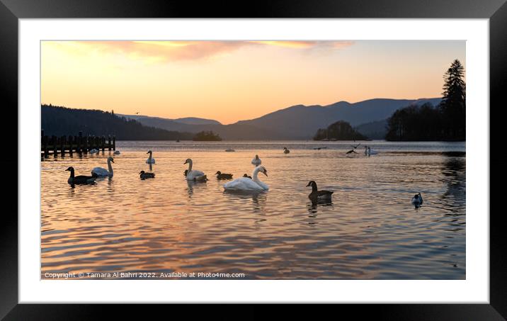 Lake Windermere Sunset, Bowness, Lake District Framed Mounted Print by Tamara Al Bahri