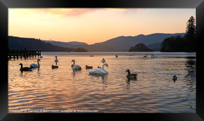 Lake Windermere Sunset, Bowness, Lake District Framed Print by Tamara Al Bahri