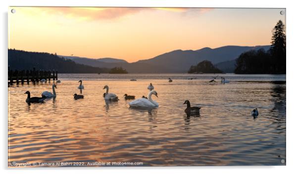 Lake Windermere Sunset, Bowness, Lake District Acrylic by Tamara Al Bahri